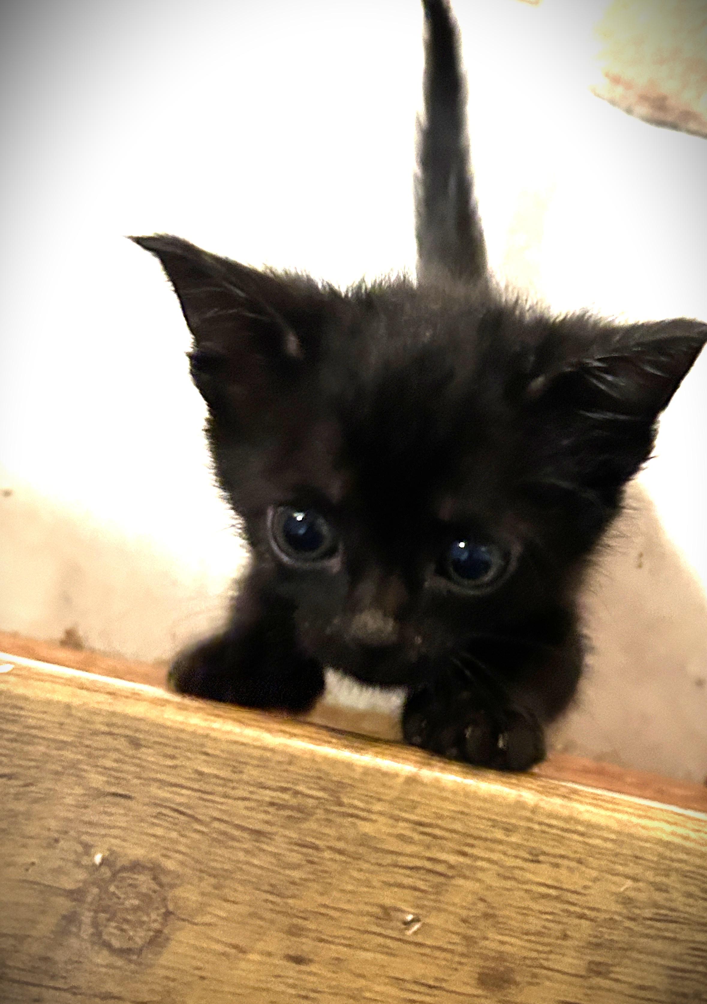 Plain Jane (Janey), Adopted, Kitten Female Domestic Short Hair.