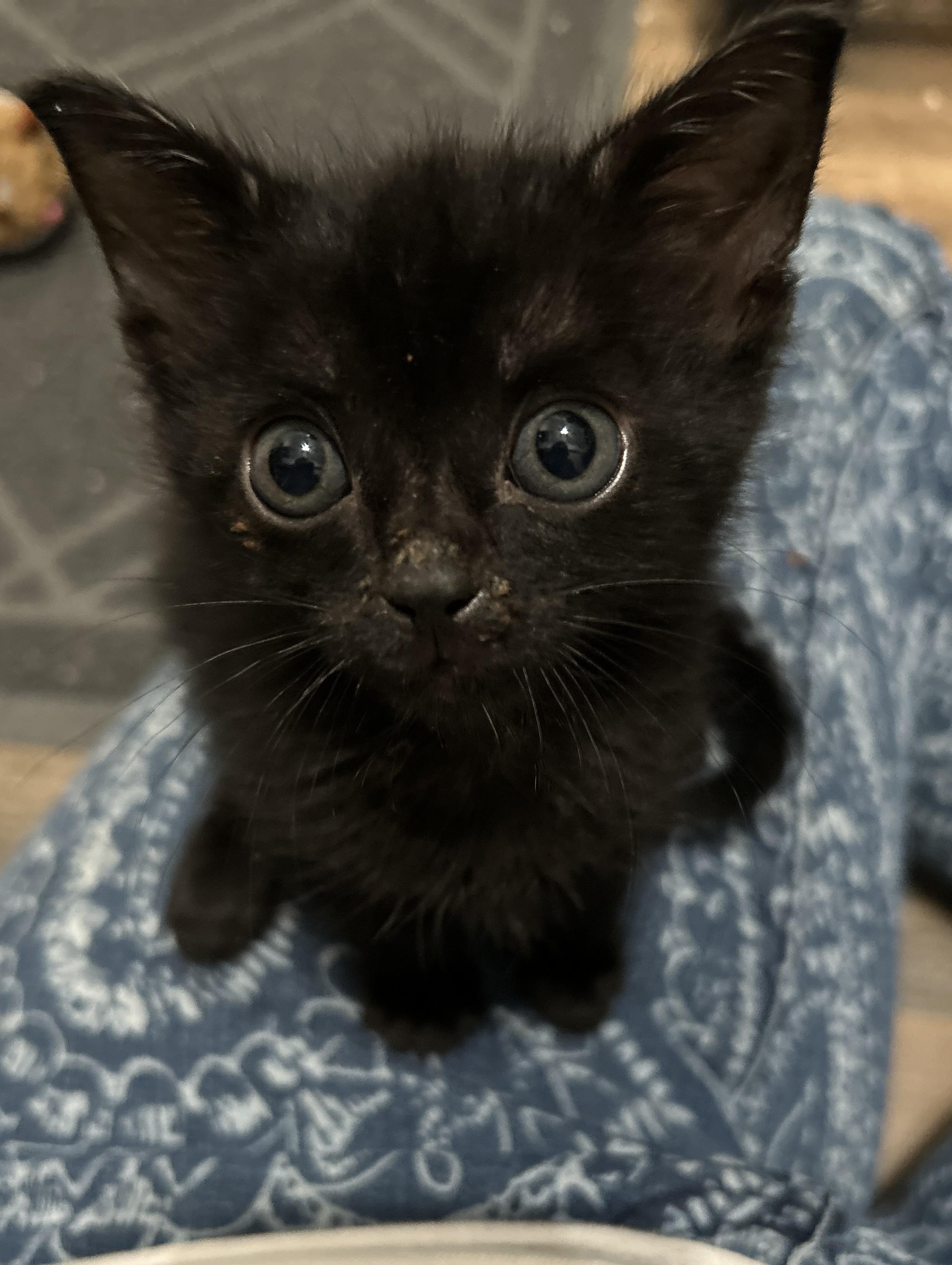 Enlarge Plain Jane (Janey), a Adopted Domestic Short Hair in Coldspring, TX image 2/5