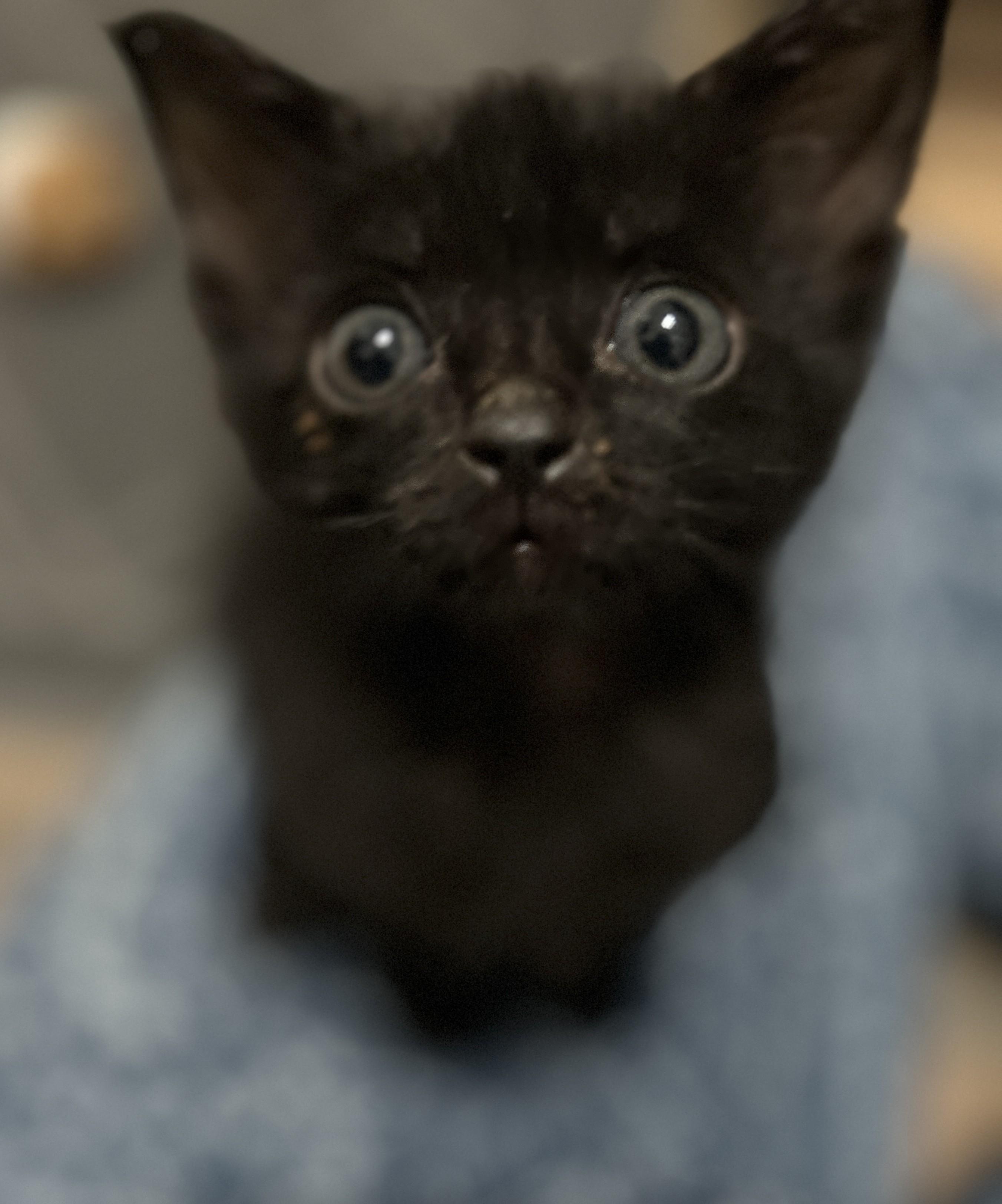 Enlarge Plain Jane (Janey), a Adopted Domestic Short Hair in Coldspring, TX image 4/5