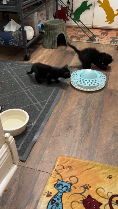 Enlarge Plain Jane (Janey), a Adopted Domestic Short Hair in Coldspring, TX video 5/5