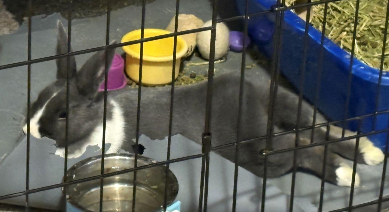 Enlarge Tulip, a ADOPTABLE Dutch in Utica, NY image 4/4