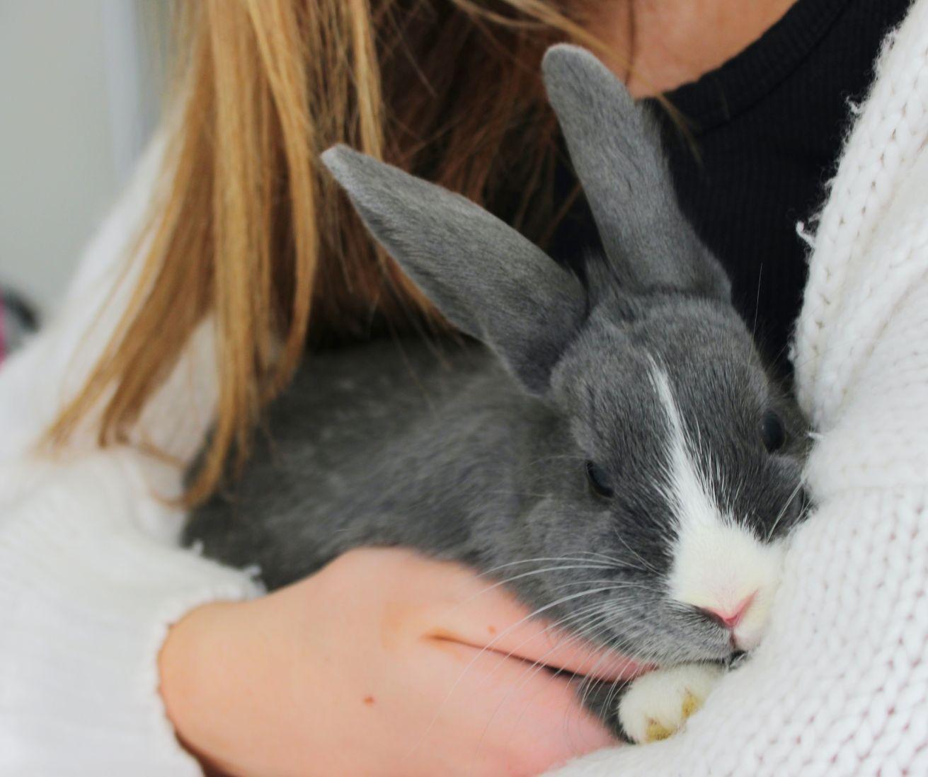 Enlarge Tulip, a ADOPTABLE Dutch in Utica, NY image 2/4