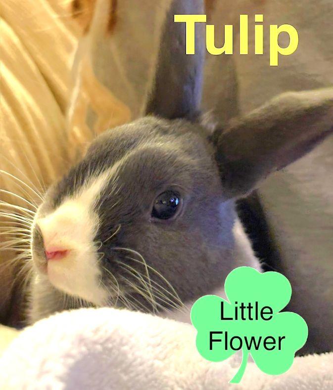Tulip, ADOPTABLE, Young Female Dutch.