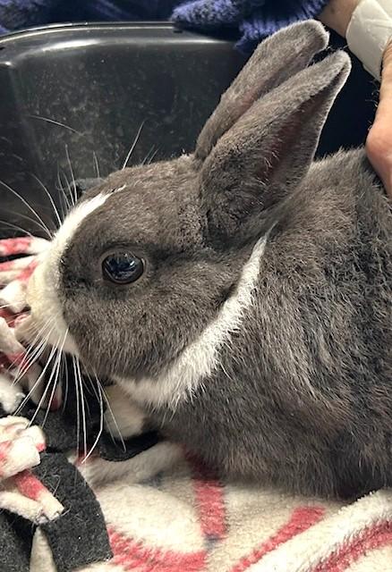 Enlarge Tulip, a ADOPTABLE Dutch in Utica, NY image 3/4