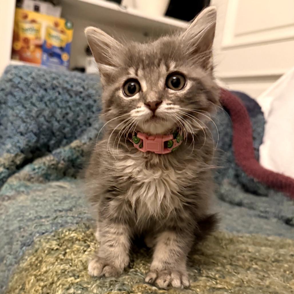 Kiwi, Adoptable, Kitten Female Domestic Medium Hair.
