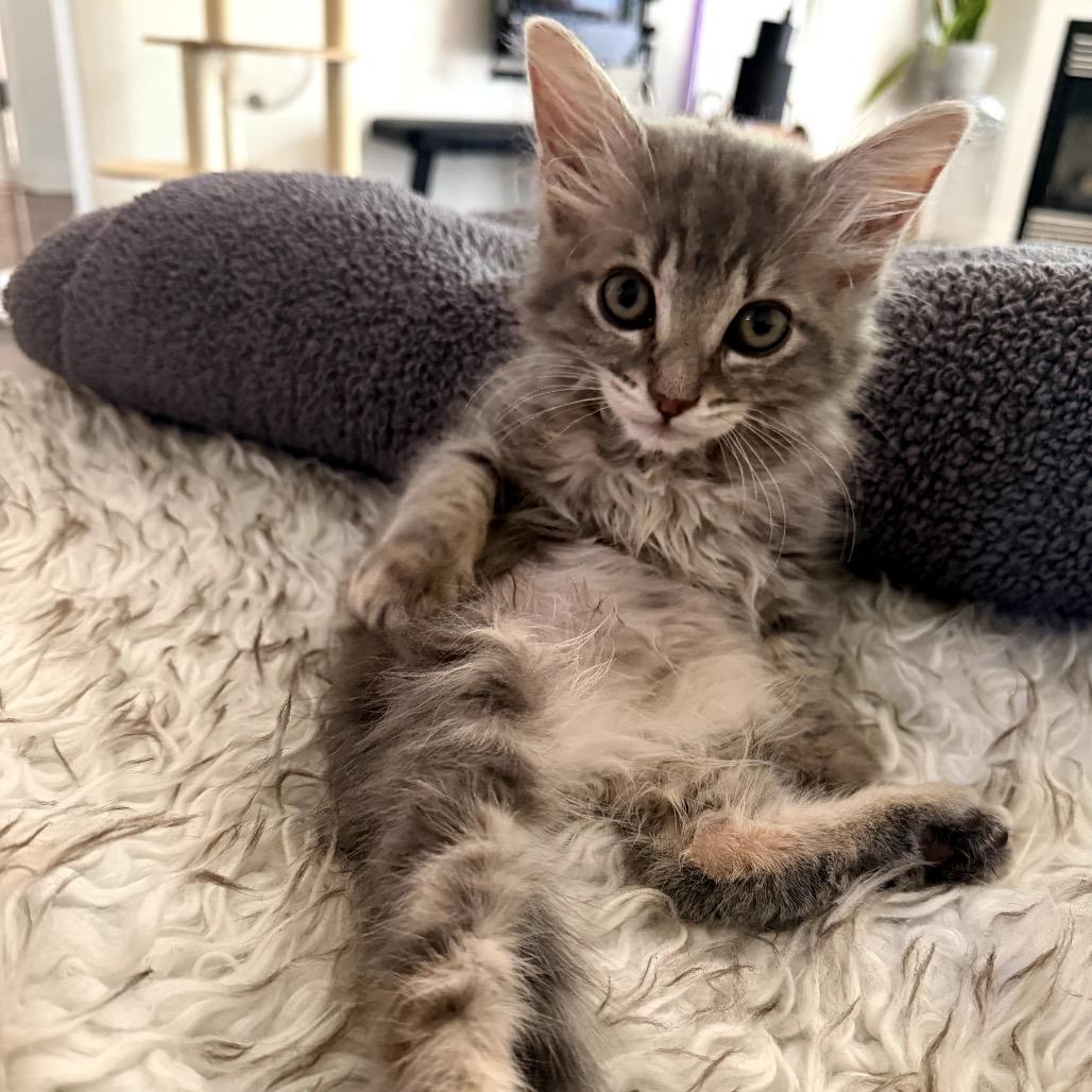 Kiwi, a Adoptable Domestic Medium Hair in Pacific Palisades, CA image 2/2