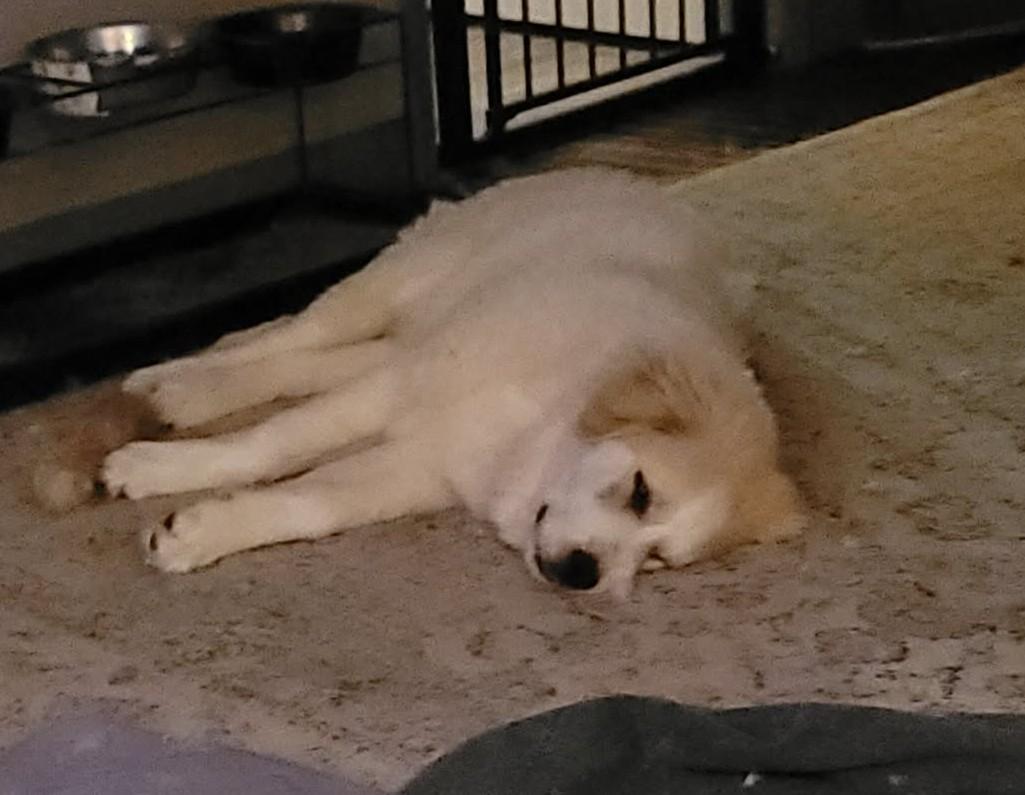 Enlarge Humphrey Bogart, an adopted Great Pyrenees in Kiowa, OK image 6/6