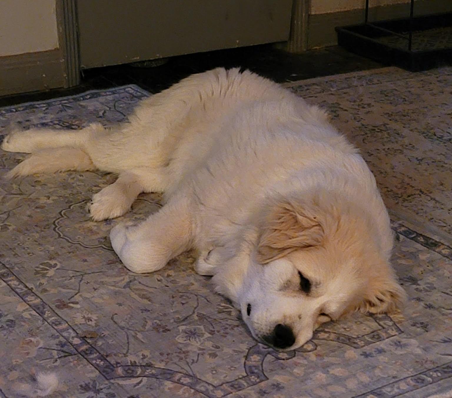 Enlarge Humphrey Bogart, an adopted Great Pyrenees in Kiowa, OK image 3/6