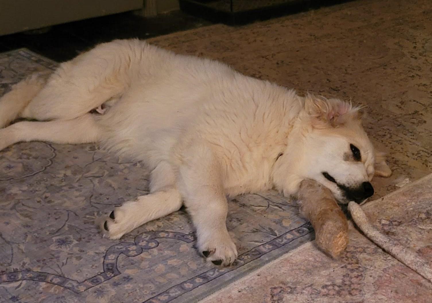 Enlarge Humphrey Bogart, an adopted Great Pyrenees in Kiowa, OK image 4/6