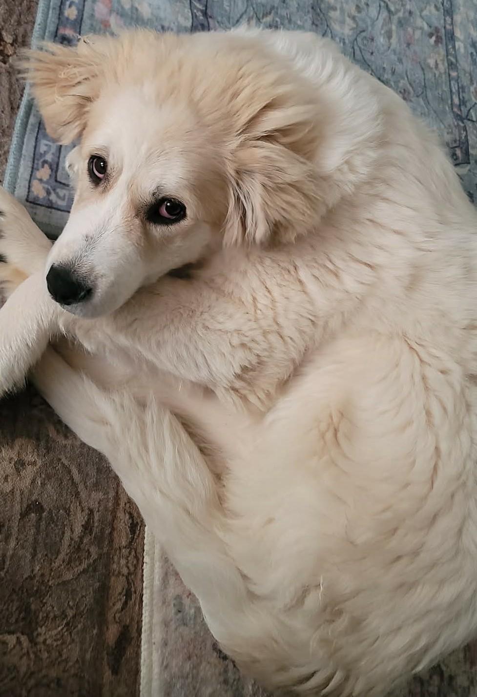 Enlarge Humphrey Bogart, an adopted Great Pyrenees in Kiowa, OK image 5/6