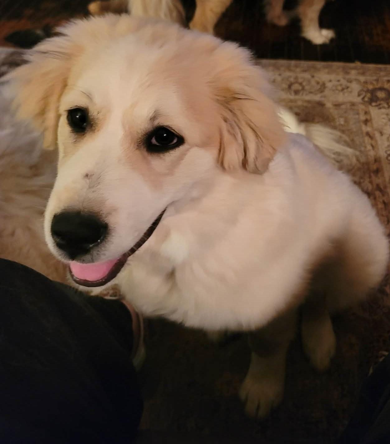 Humphrey Bogart, ADOPTABLE, Puppy Male Great Pyrenees.