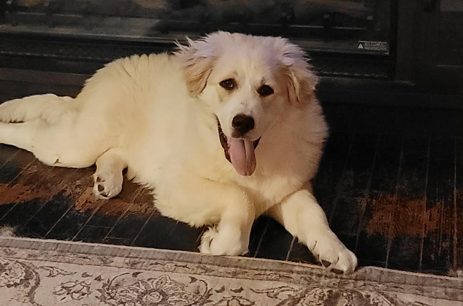 Enlarge Humphrey Bogart, an adopted Great Pyrenees in Kiowa, OK image 2/6