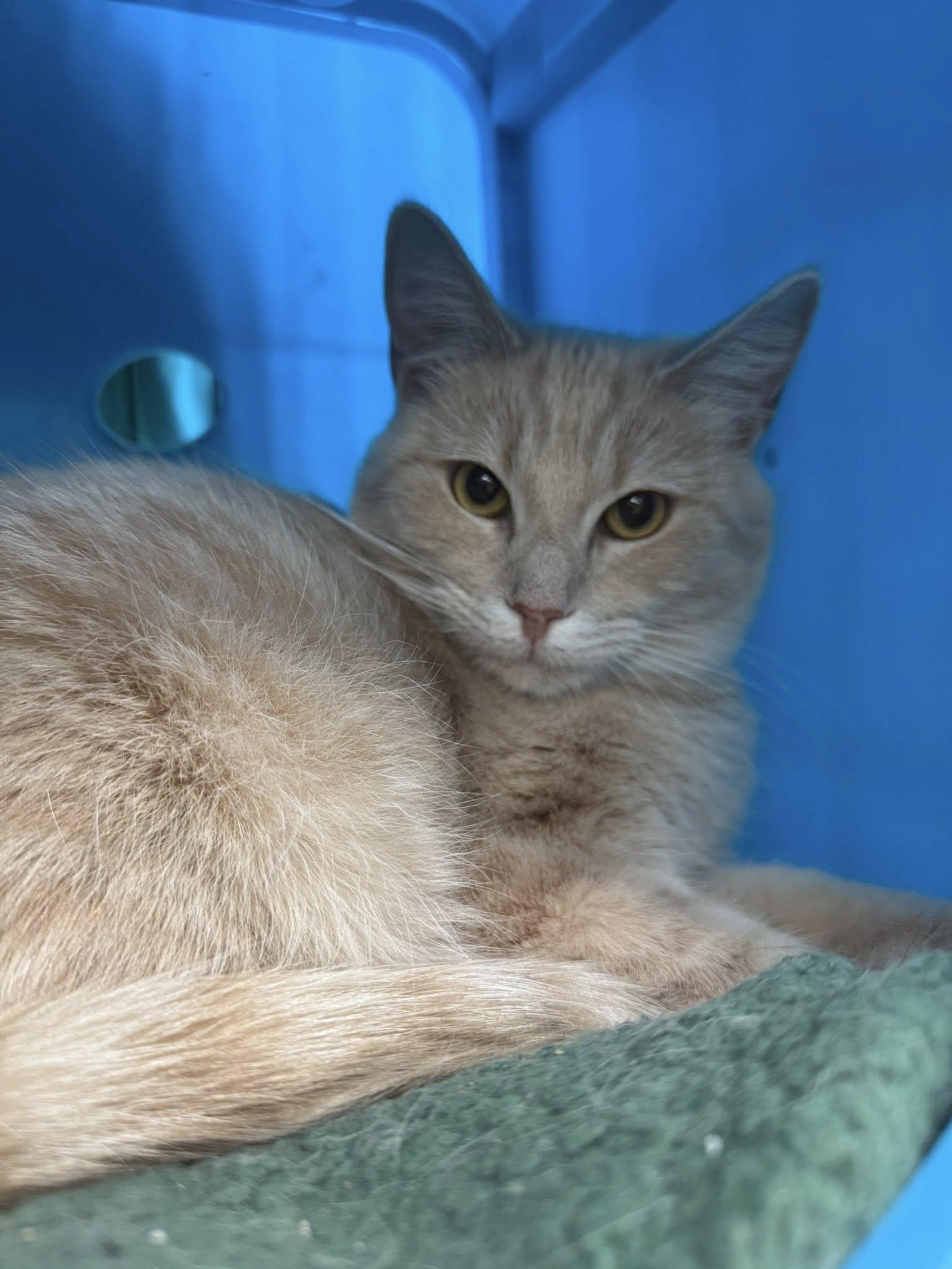 Verse, Young Male Domestic Short Hair