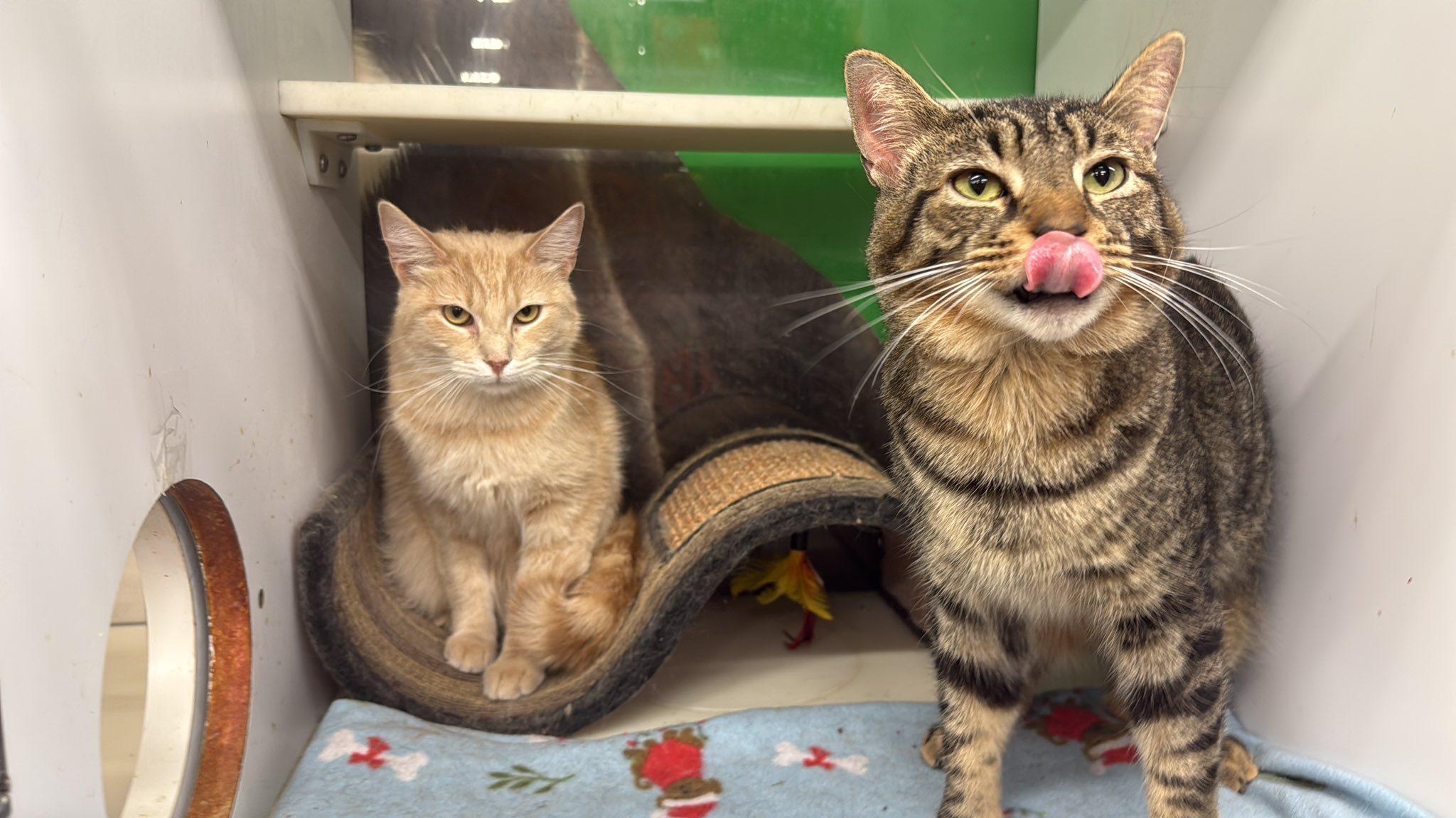 Enlarge Verse, a Adoptable Domestic Short Hair in Cleveland, OH image 1/6