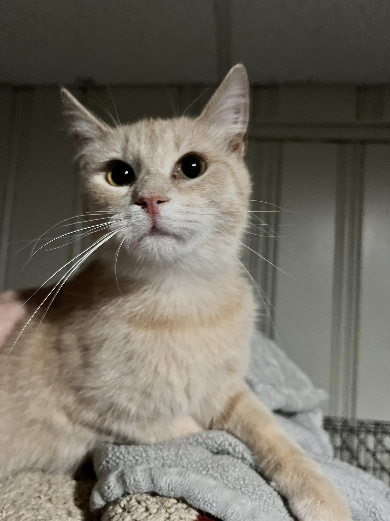 Enlarge Verse, a Adoptable Domestic Short Hair in Cleveland, OH image 4/6