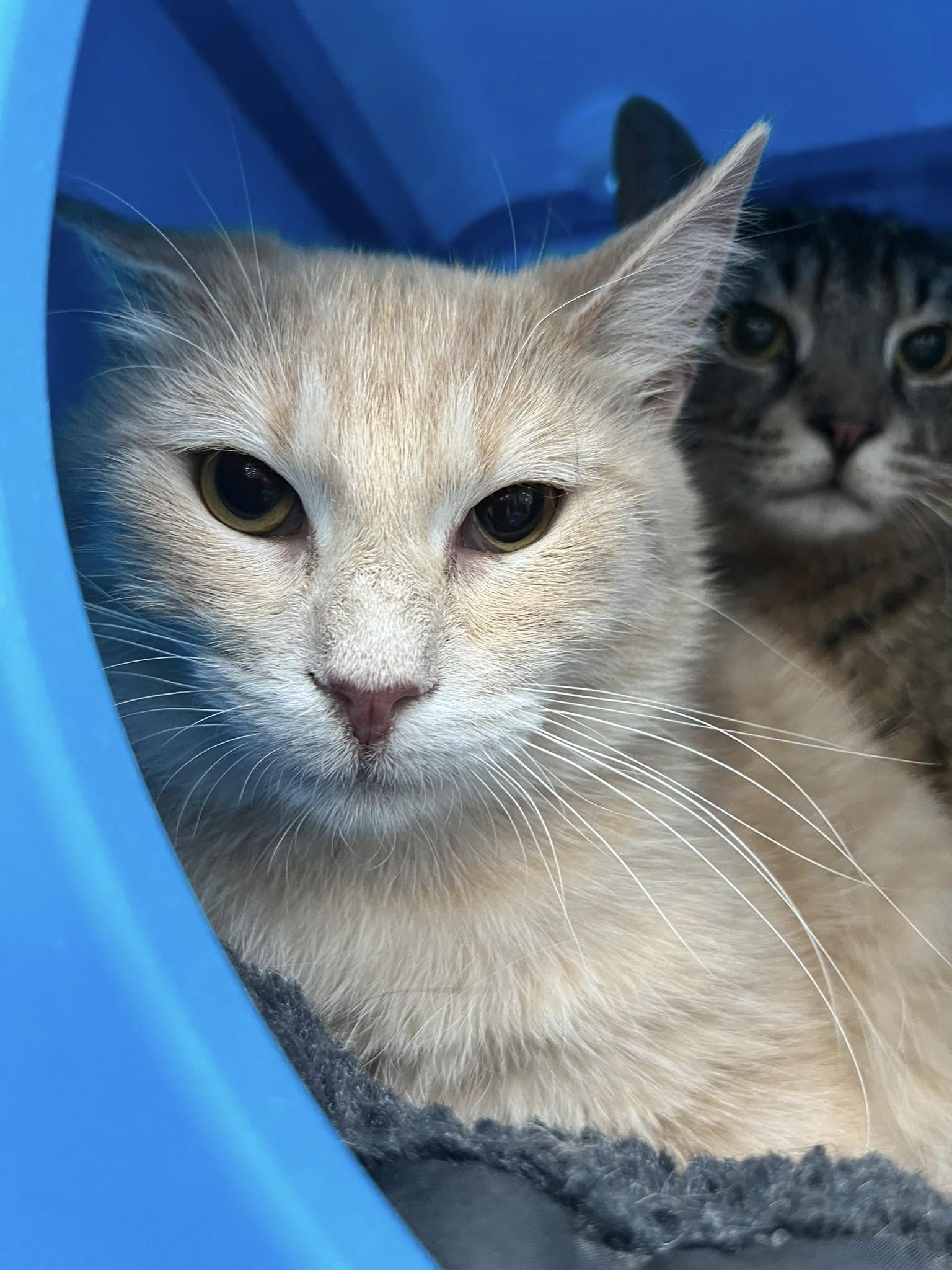 Enlarge Verse, a Adoptable Domestic Short Hair in Cleveland, OH image 5/6