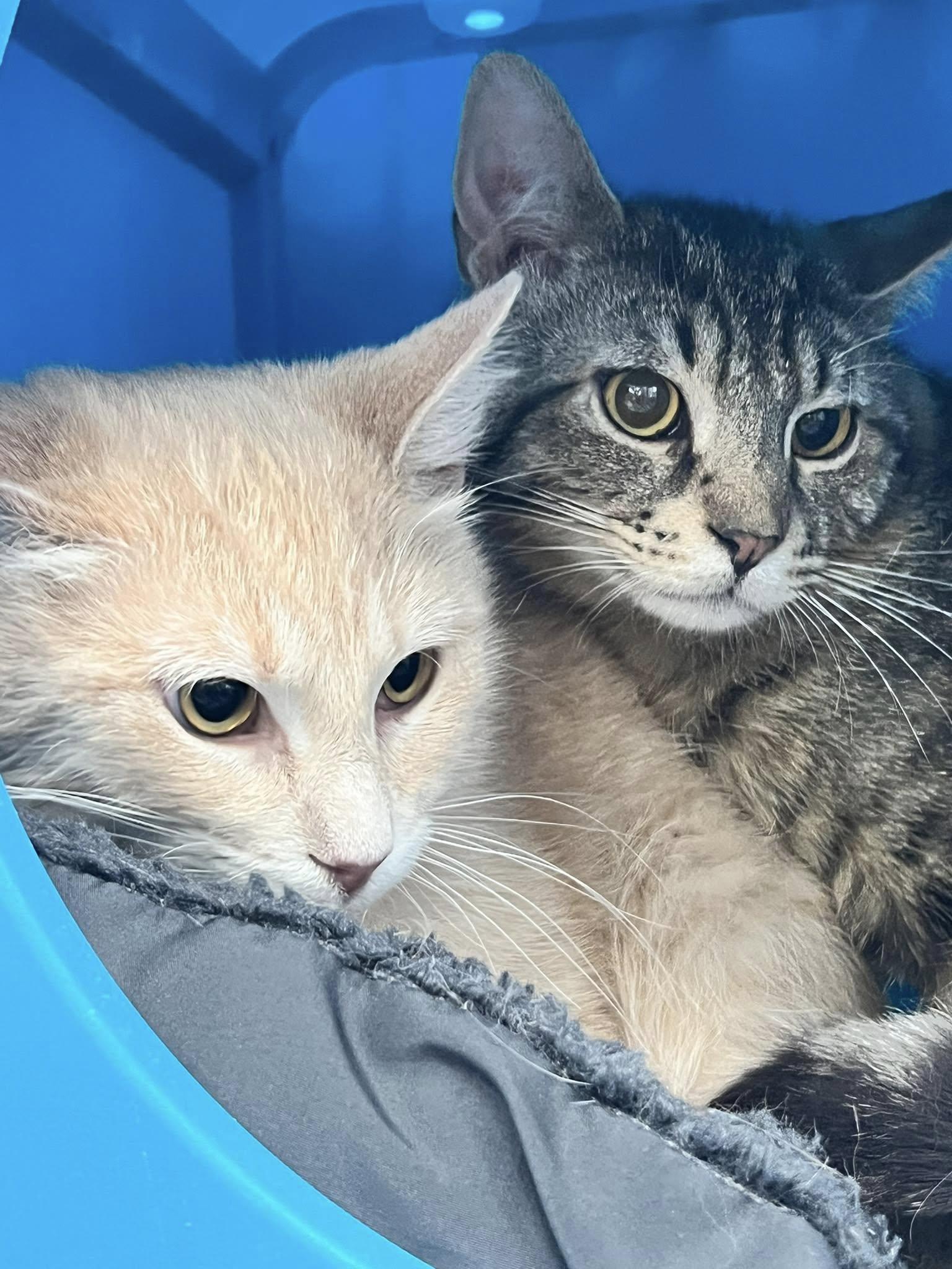 Enlarge Verse, a Adoptable Domestic Short Hair in Cleveland, OH image 6/6