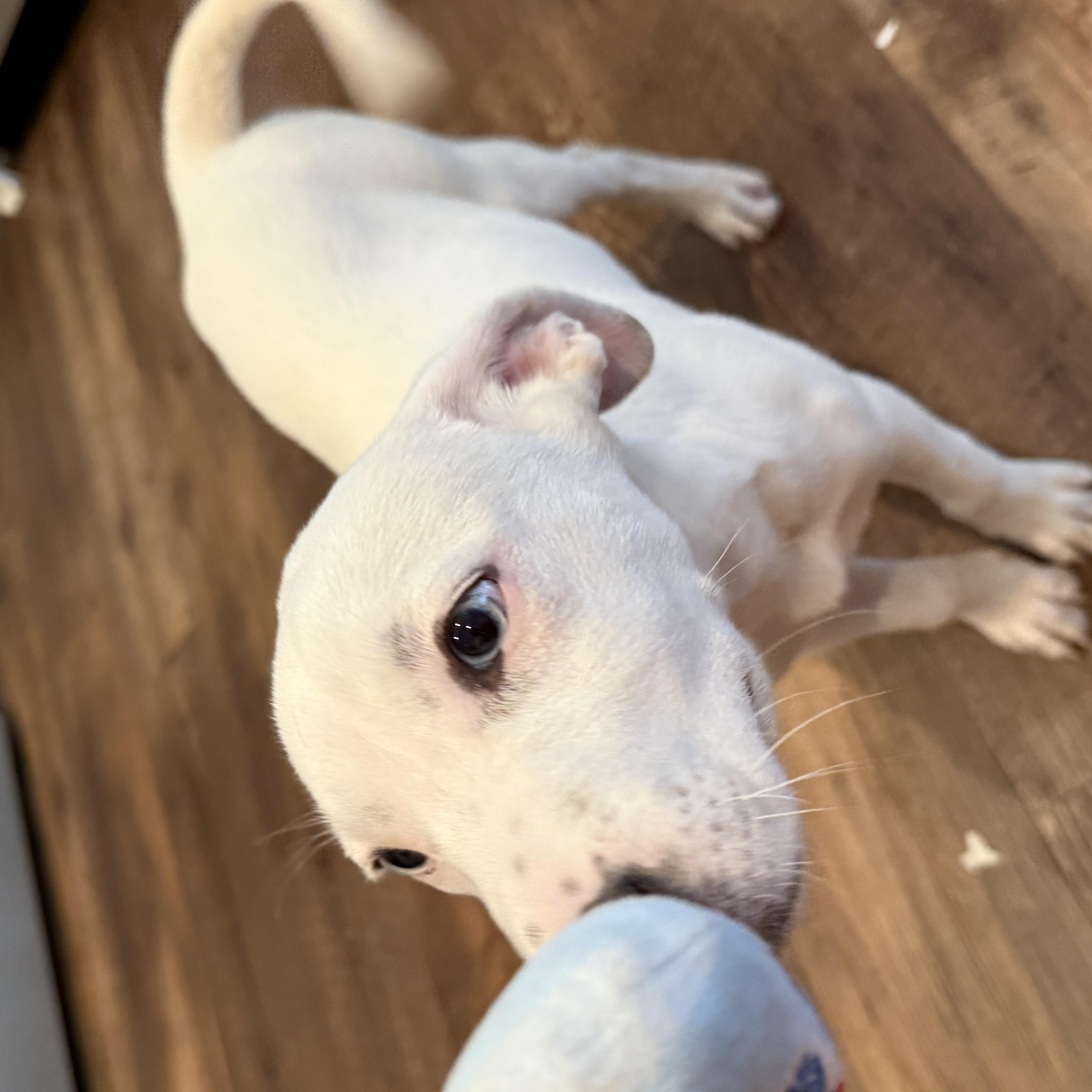 Enlarge Paisley, an adopted mixed breed in Roswell, GA image 2/3