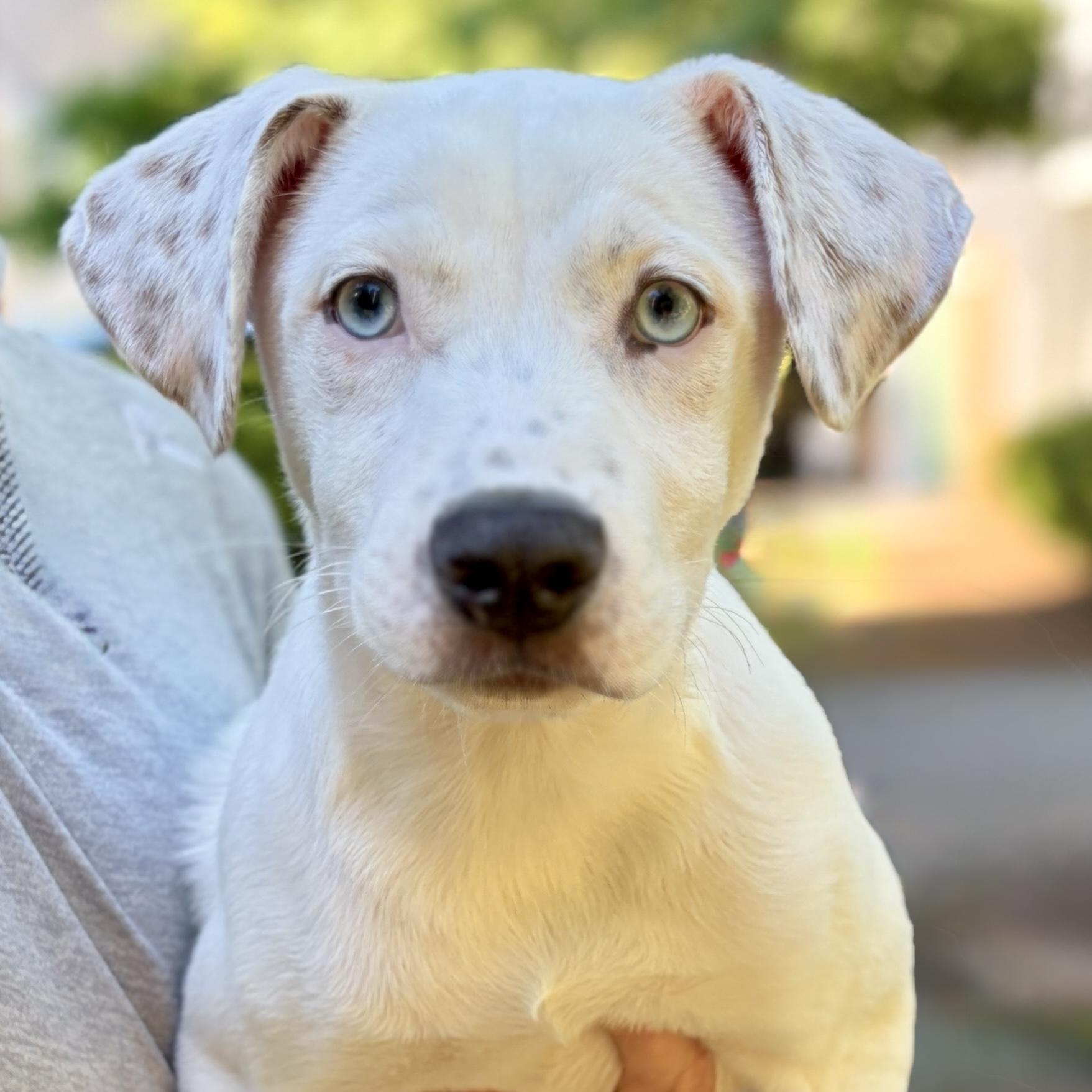 Enlarge Paisley, an adopted mixed breed in Roswell, GA image 1/3