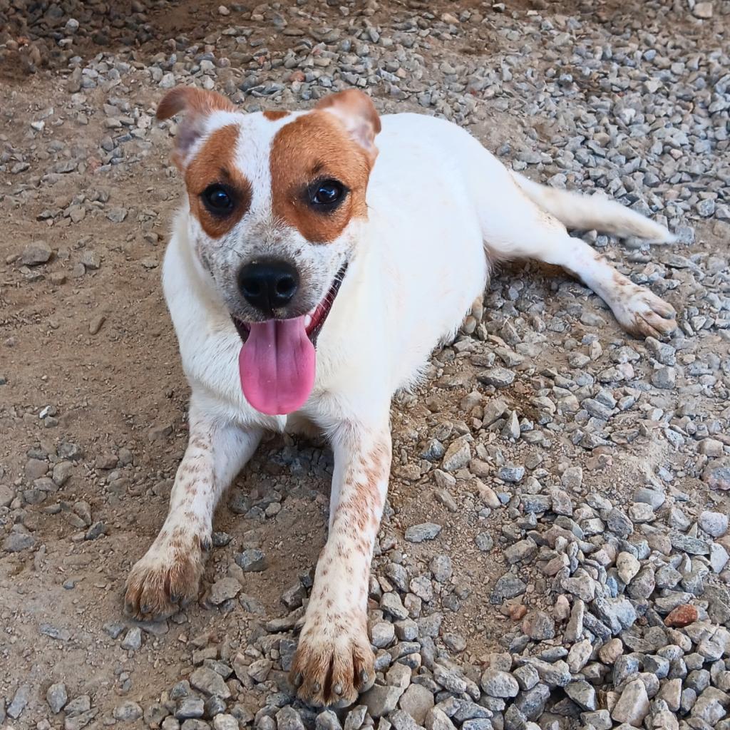 Enlarge Lilly, a Adoptable mixed breed in LOXAHATCHEE, FL image 1/5