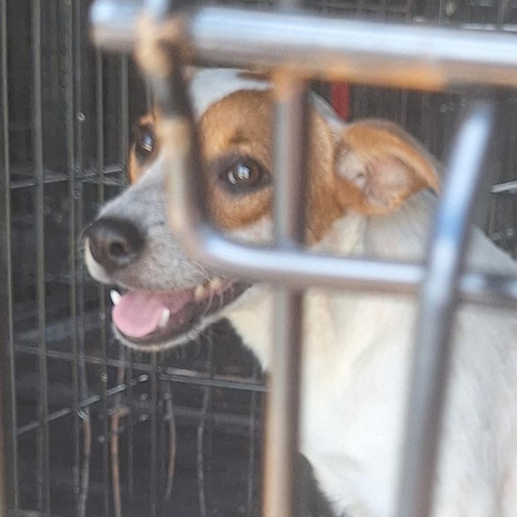 Enlarge Lilly, a Adoptable mixed breed in LOXAHATCHEE, FL image 2/5
