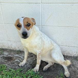 Enlarge Lilly, a Adoptable mixed breed in LOXAHATCHEE, FL image 3/5