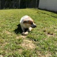 Enlarge Lilly, a Adoptable mixed breed in LOXAHATCHEE, FL image 4/5