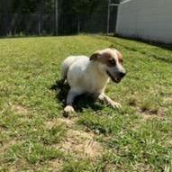 Enlarge Lilly, a Adoptable mixed breed in LOXAHATCHEE, FL image 5/5