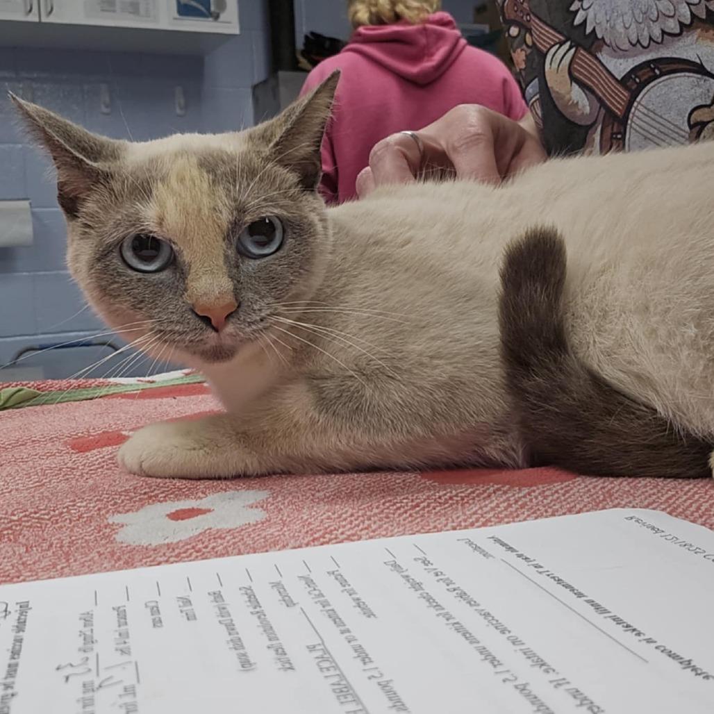 Enlarge Maeve, a Adoptable Domestic Short Hair in Martinsville, VA image 1/1