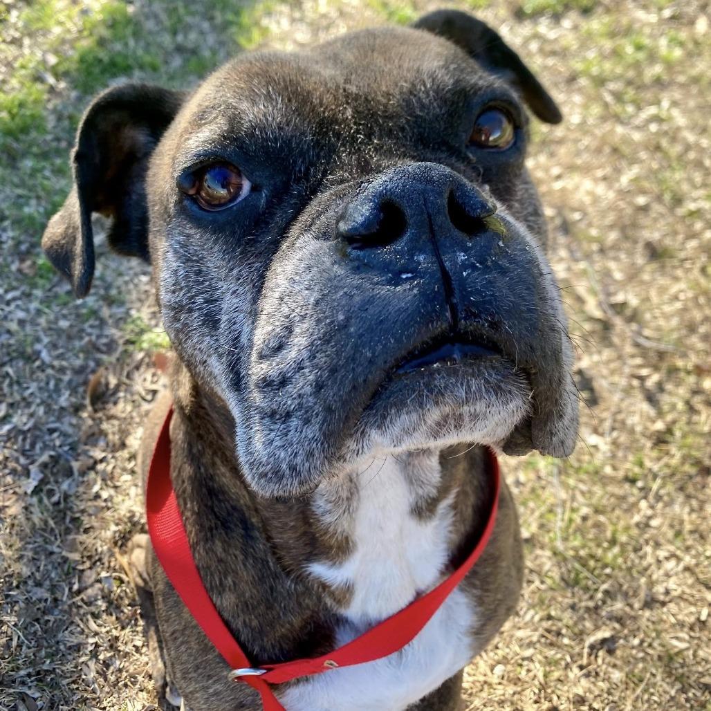 Bruce, a Adoptable Boxer in Bentonville, AR image 1/2