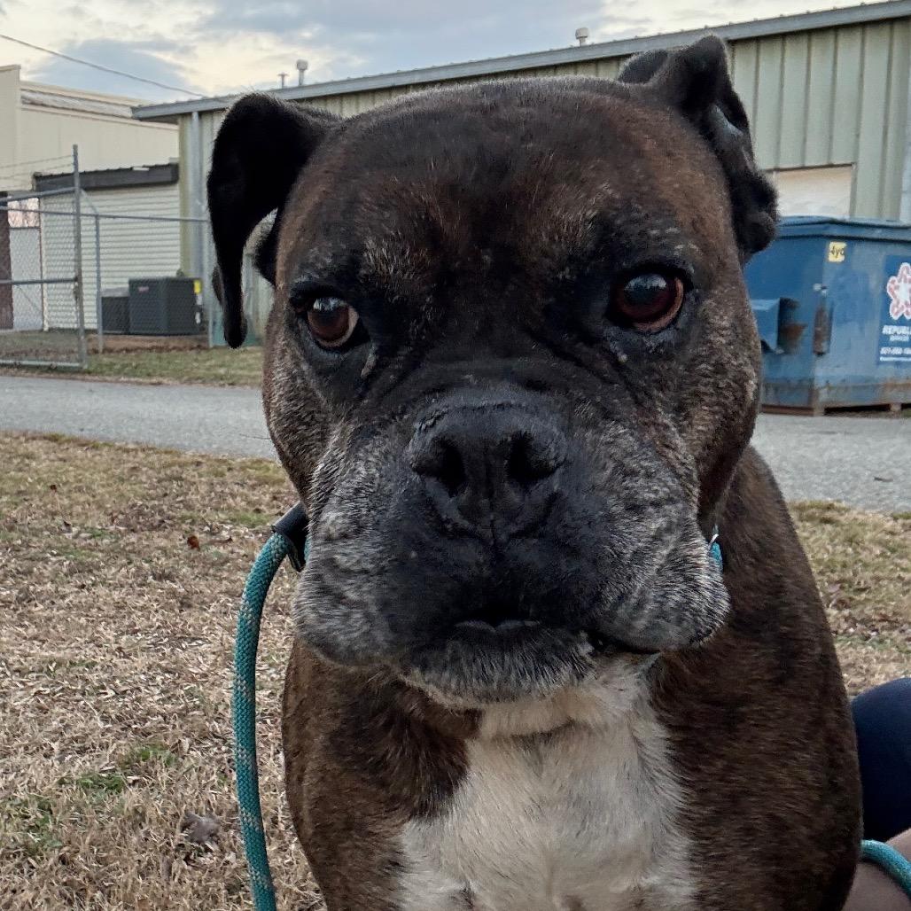 Bruce, a Adoptable Boxer in Bentonville, AR image 2/2