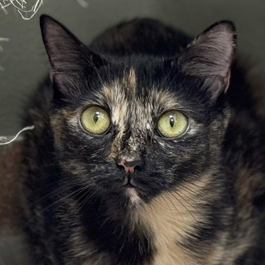 Zsa Zsa, Adoptable, Kitten Female Domestic Short Hair.