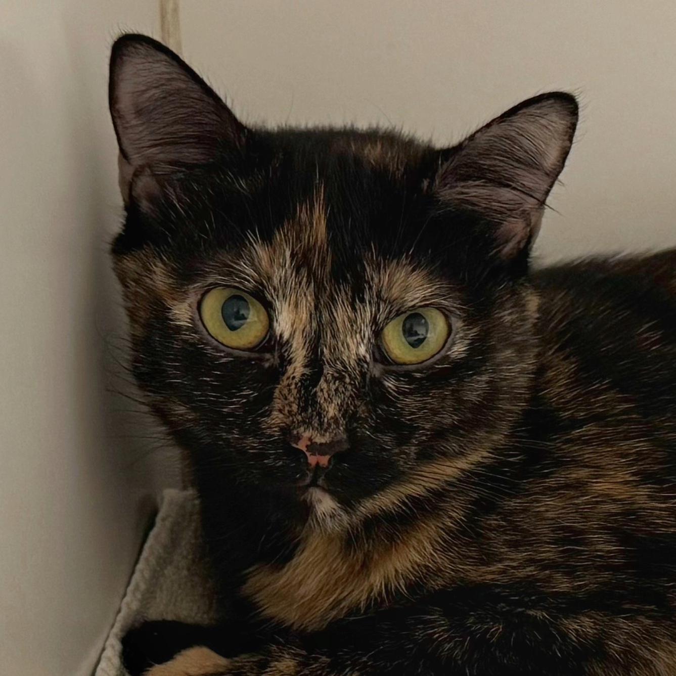 Zsa Zsa, a Adoptable Domestic Short Hair in Norwalk, CT image 2/2