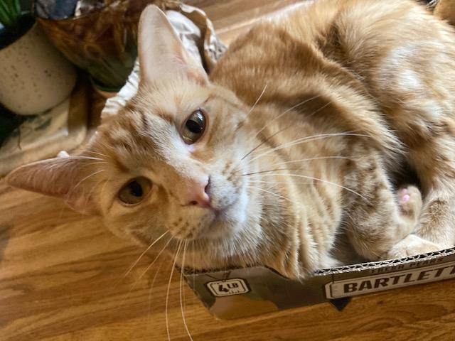 ZARI, Adoptable, Kitten Female Domestic Short Hair.