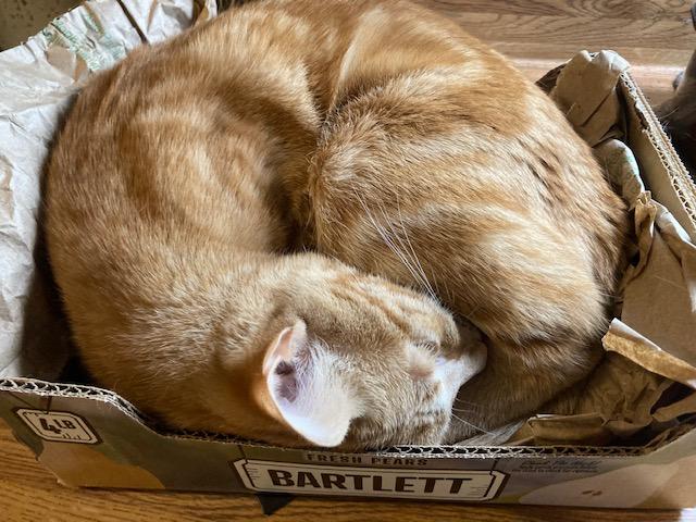 Enlarge ZARI, a Adoptable mixed breed in Watkinsville, GA image 2/5