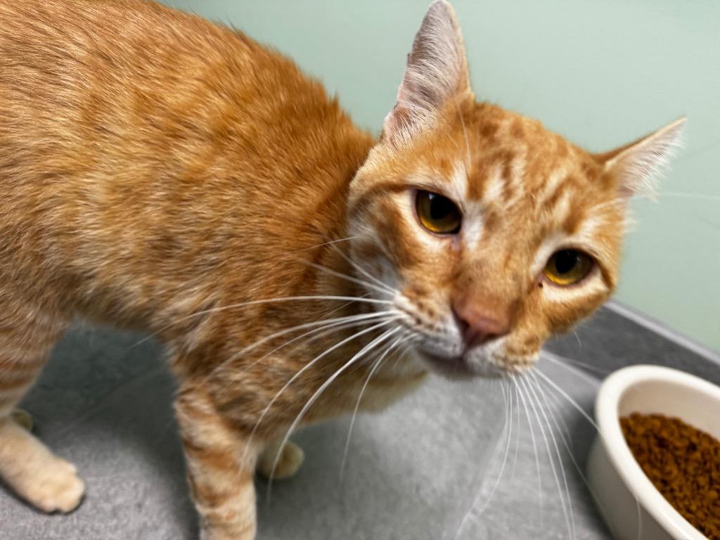 Cash, Adoptable, Adult Male Domestic Short Hair.