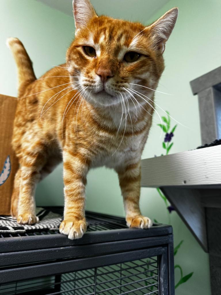 Enlarge Cash, a Adoptable mixed breed in Hot Springs, AR image 2/2