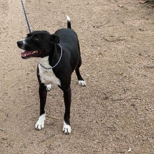 Enlarge Ms. Love, a Adoptable mixed breed in Denison, TX image 5/7