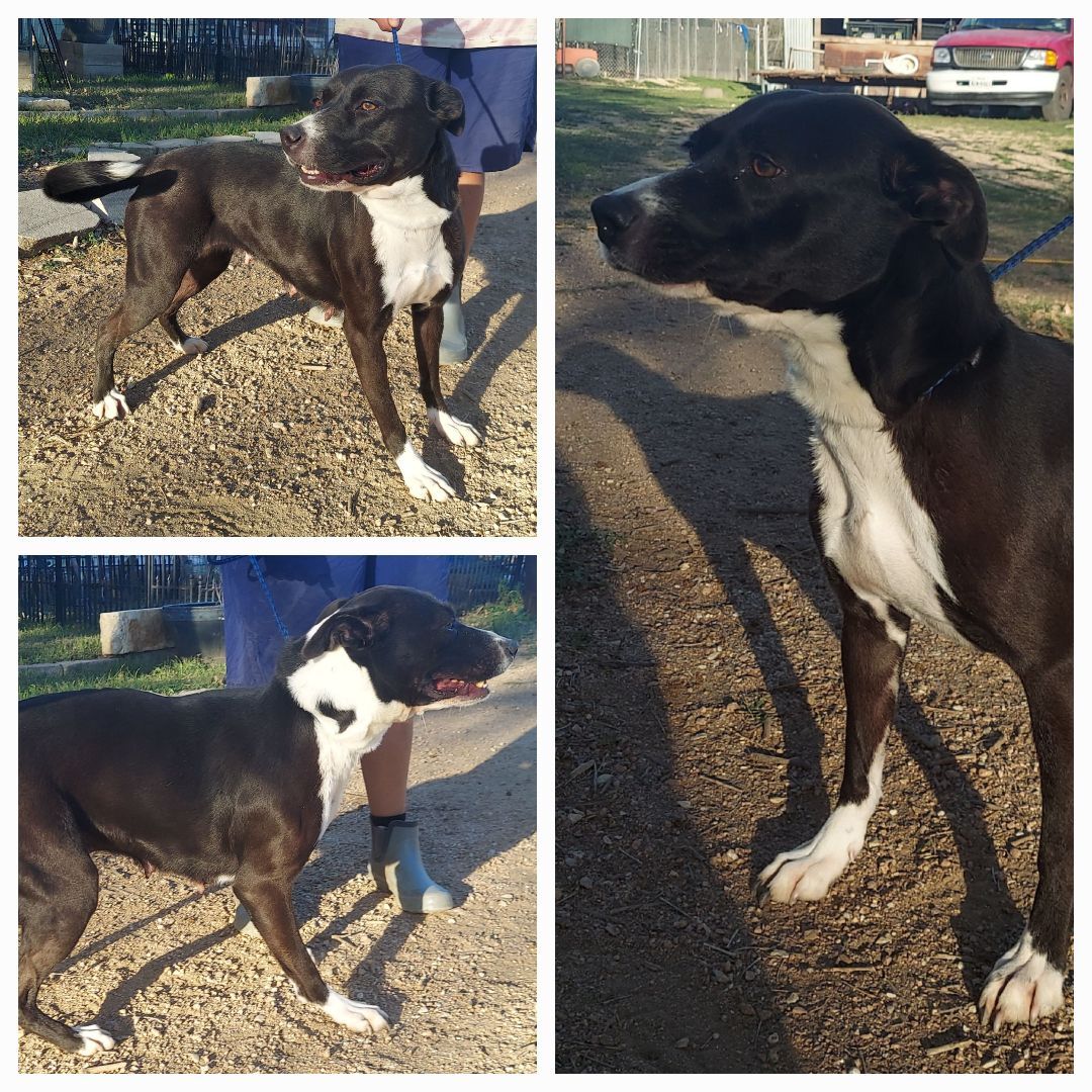 Enlarge Ms. Love, a Adoptable mixed breed in Denison, TX image 1/7