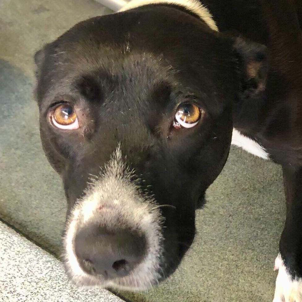 Enlarge Ms. Love, a Adoptable mixed breed in Denison, TX image 6/7