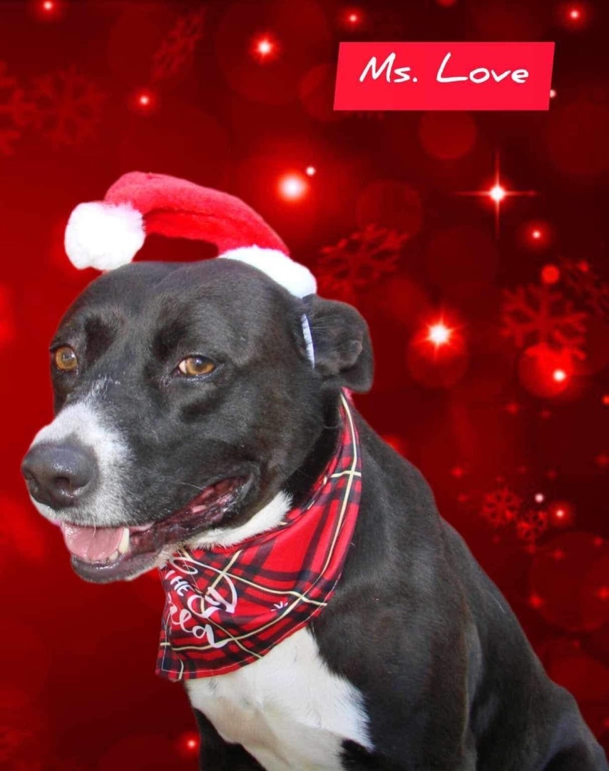 Enlarge Ms. Love, a Adoptable mixed breed in Denison, TX image 7/7