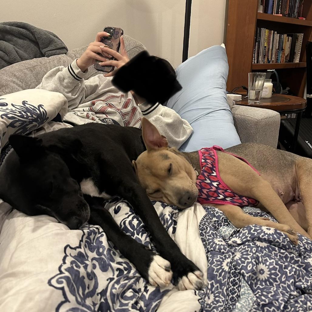 Daisy *Adoption Pending*, Adoptable, Adult Female Mixed Breed.