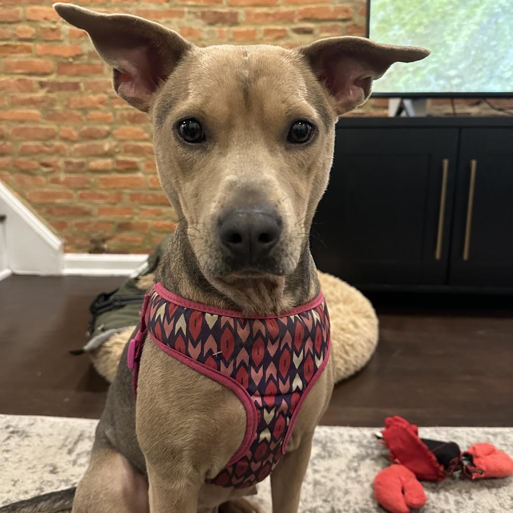 Enlarge Daisy *Adoption Pending*, a Adoptable Mixed Breed in Gettysburg, PA image 2/6