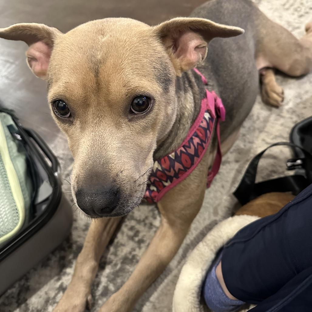 Enlarge Daisy *Adoption Pending*, a Adoptable Mixed Breed in Gettysburg, PA image 3/6