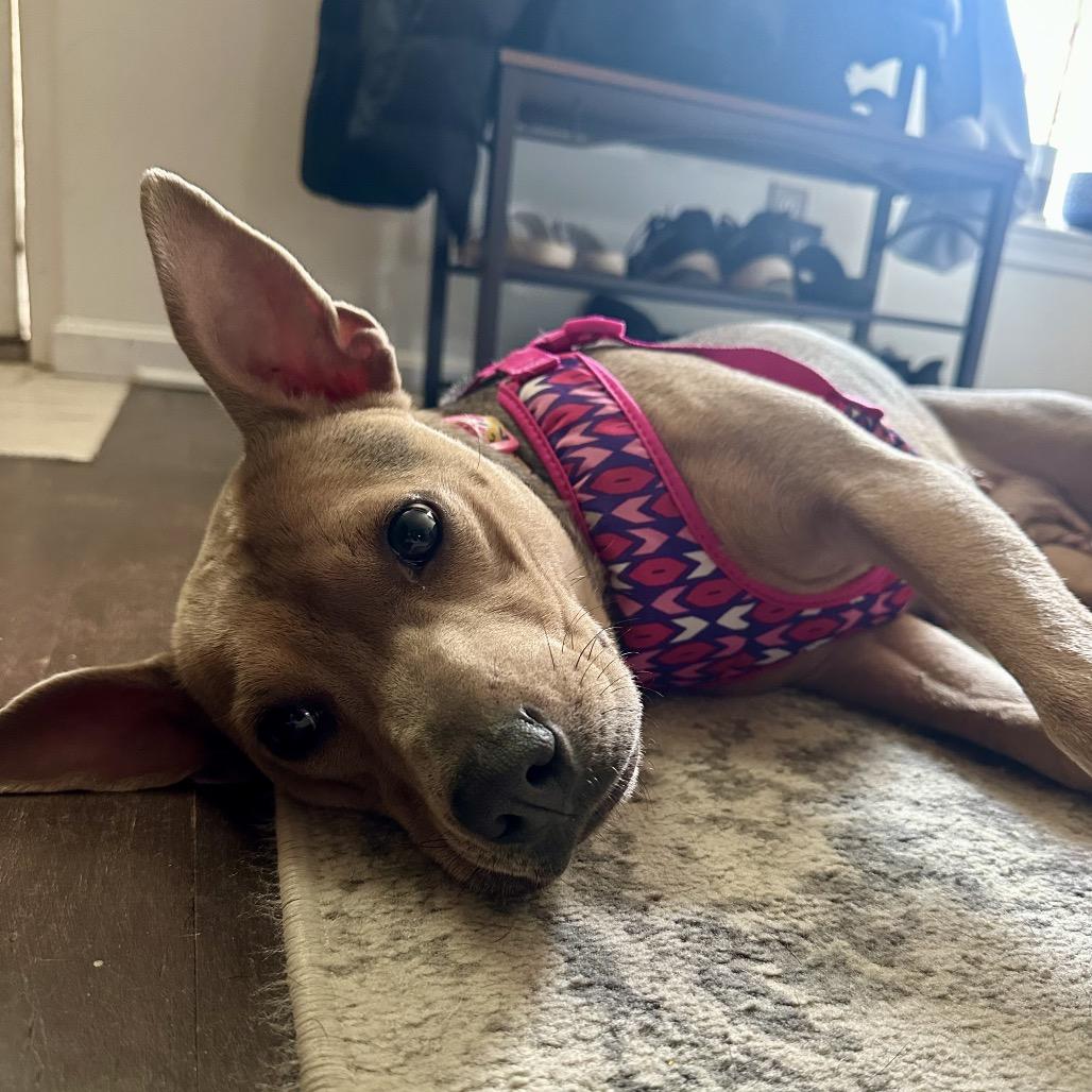 Enlarge Daisy *Adoption Pending*, a Adoptable Mixed Breed in Gettysburg, PA image 4/6