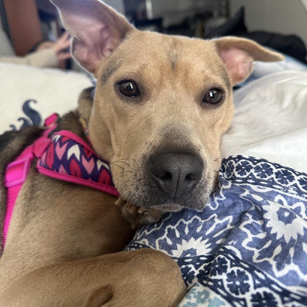 Enlarge Daisy *Adoption Pending*, a Adoptable Mixed Breed in Gettysburg, PA image 5/6