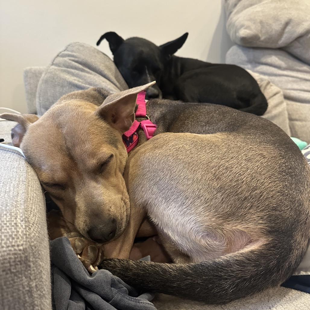 Enlarge Daisy *Adoption Pending*, a Adoptable Mixed Breed in Gettysburg, PA image 6/6