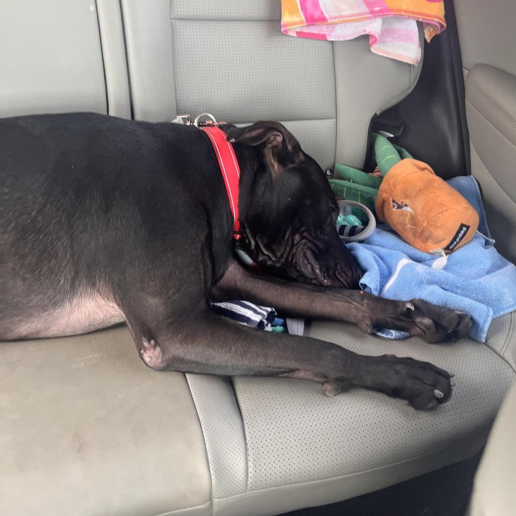 Terry, Adoptable, Young Male Mixed Breed.