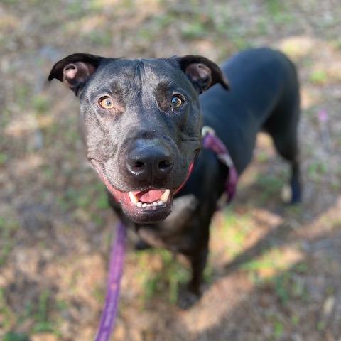 Enlarge Terry, a Adoptable Mixed Breed in Jacksonville, FL image 4/6