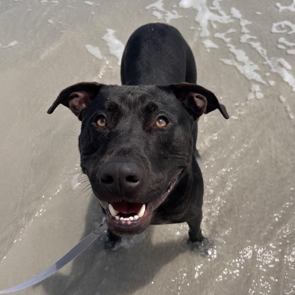 Enlarge Terry, a Adoptable Mixed Breed in Jacksonville, FL image 5/6